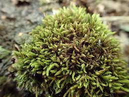 Attēlu rezultāti vaicājumam “Aulacomnium”