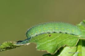 Attēlu rezultāti vaicājumam “Pieris rapae larva”