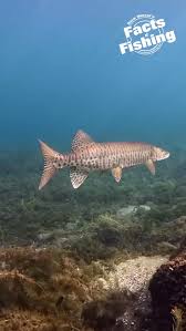 Image result for Esox masquinongy