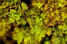 Attēlu rezultāti vaicājumam “Syntrichia latifolia”