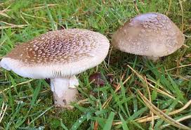 Attēlu rezultāti vaicājumam “Amanita rubescens”