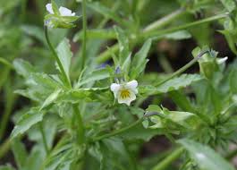 Attēlu rezultāti vaicājumam “Viola arvensis bud”