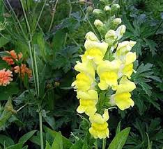 Attēlu rezultāti vaicājumam “Antirrhinum majus leaf”