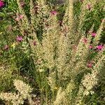 Attēlu rezultāti vaicājumam “Koeleria glauca flower”