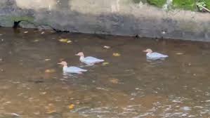 Image result for Poloc Cricket Club