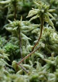 Attēlu rezultāti vaicājumam “Sphagnum palustre”