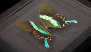 Attēlu rezultāti vaicājumam “Papilionidae”