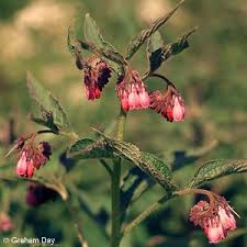 Attēlu rezultāti vaicājumam “Symphytum asperum leaf”