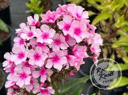 Image result for Phlox paniculata `Bright Eyes`
