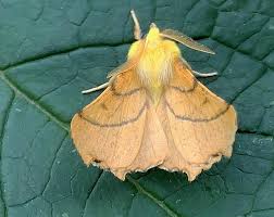 Attēlu rezultāti vaicājumam “Ennomos alniaria”