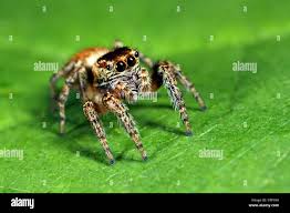 Attēlu rezultāti vaicājumam “Evarcha falcata female”