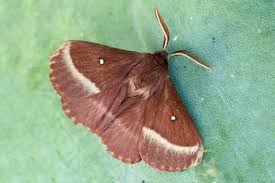 Attēlu rezultāti vaicājumam “Lasiocampa trifolii”