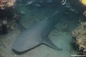 Image result for Nebrius ferrugineus