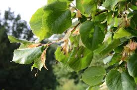 Attēlu rezultāti vaicājumam “Tilia x moltkei”