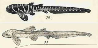 Image result for Stegostoma tigrinum
