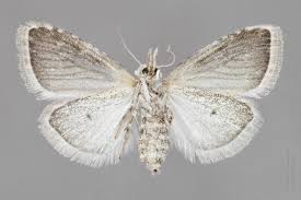 Attēlu rezultāti vaicājumam “Nola aerugula”