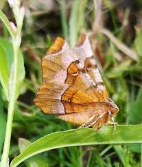 Attēlu rezultāti vaicājumam “Selenia tetralunaria”