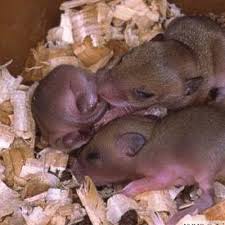 Attēlu rezultāti vaicājumam “Muridae”