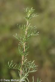 Attēlu rezultāti vaicājumam “Artemisia campestris”