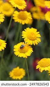 Image result for Färberkamille