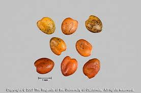 Attēlu rezultāti vaicājumam “Trifolium fragiferum fruit”