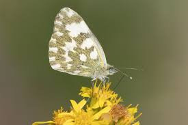Attēlu rezultāti vaicājumam “Pontia edusa underside”
