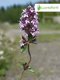 Attēlu rezultāti vaicājumam “Thymus pulegioides fruit”