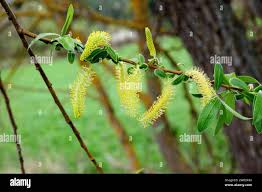 Attēlu rezultāti vaicājumam “Salix triandra male flower”