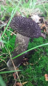 Attēlu rezultāti vaicājumam “Strobilomyces strobilaceus”