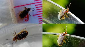 Attēlu rezultāti vaicājumam “Galerucella nymphaeae”