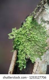 Attēlu rezultāti vaicājumam “Radula complanata sporophyte”