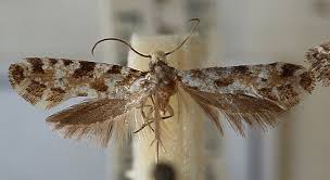 Attēlu rezultāti vaicājumam “Nemapogon cloacella”