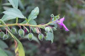 Attēlu rezultāti vaicājumam “Lonicera tatarica bud”