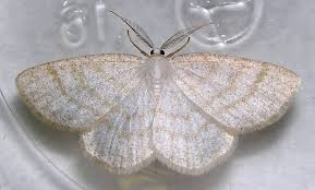 Attēlu rezultāti vaicājumam “Cabera exanthemata male”