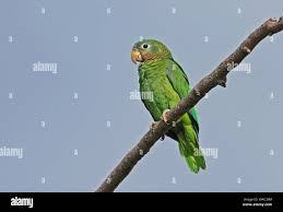 Attēlu rezultāti vaicājumam “Collaria sp.”