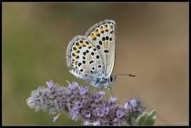 Attēlu rezultāti vaicājumam “Plebejus argus / Plebejus idas”