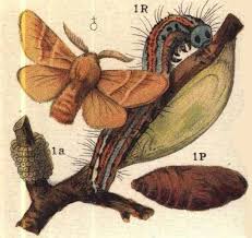 Attēlu rezultāti vaicājumam “Malacosoma neustria”