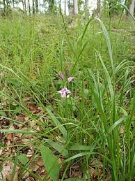 Attēlu rezultāti vaicājumam “Cephalanthera rubra leaf”