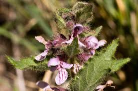 Attēlu rezultāti vaicājumam “Stachys palustris leaf”