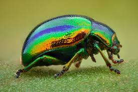 Attēlu rezultāti vaicājumam “Coleoptera”