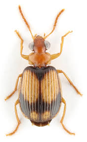 Attēlu rezultāti vaicājumam “Dytiscus dimidiatus”