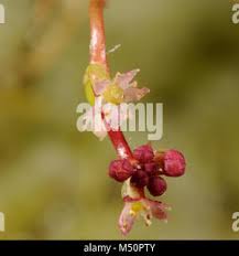 Attēlu rezultāti vaicājumam “Hydrocotyle vulgaris bud”