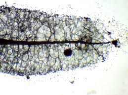 Attēlu rezultāti vaicājumam “Comatricha ellae macro”