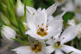 Attēlu rezultāti vaicājumam “Ornithogalum umbellatum flower”