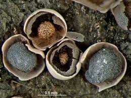 Attēlu rezultāti vaicājumam “Diderma testaceum”