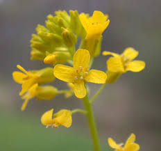 Attēlu rezultāti vaicājumam “Barbarea vulgaris subsp. arcuata flower”