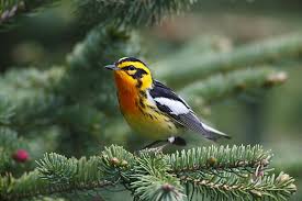 Image result for Dendroica fusca