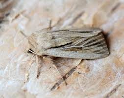 Attēlu rezultāti vaicājumam “Leucania comma”