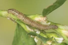 Attēlu rezultāti vaicājumam “Idaea emarginata”