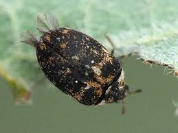 Attēlu rezultāti vaicājumam “Anthrenus museorum”